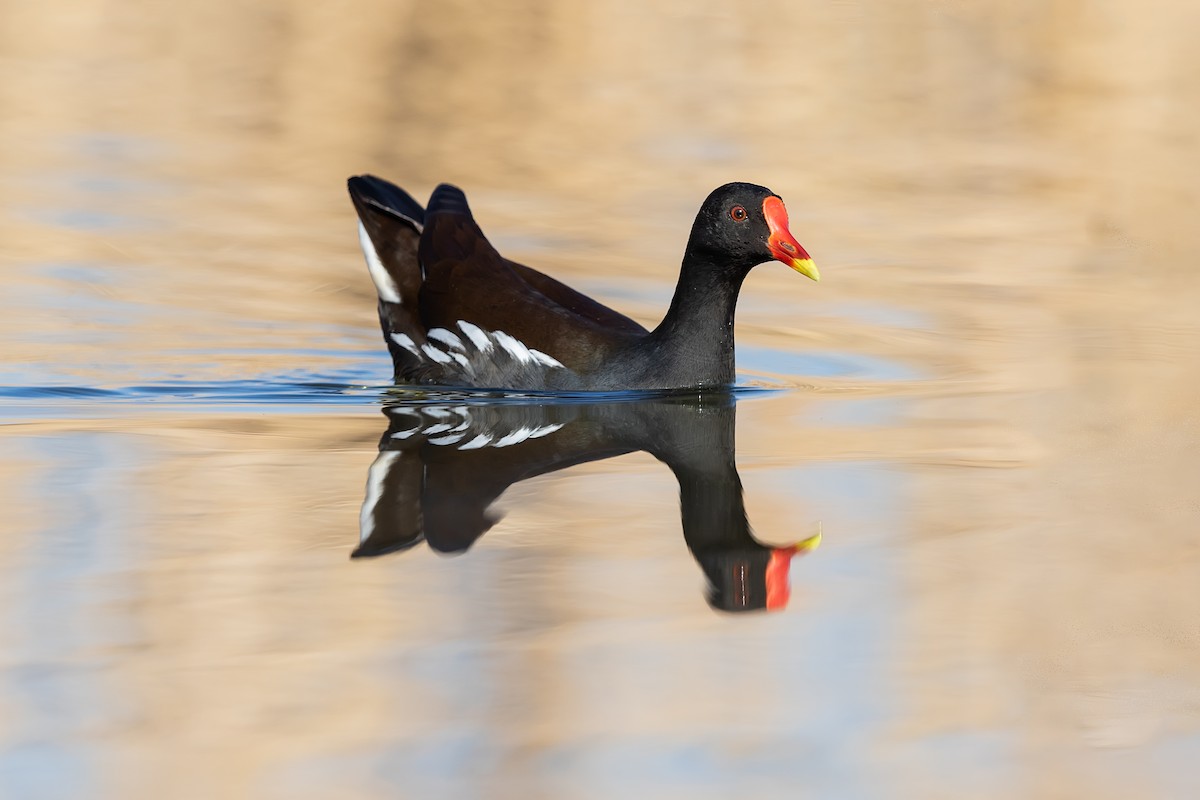 Eurasian Moorhen - ML215414531