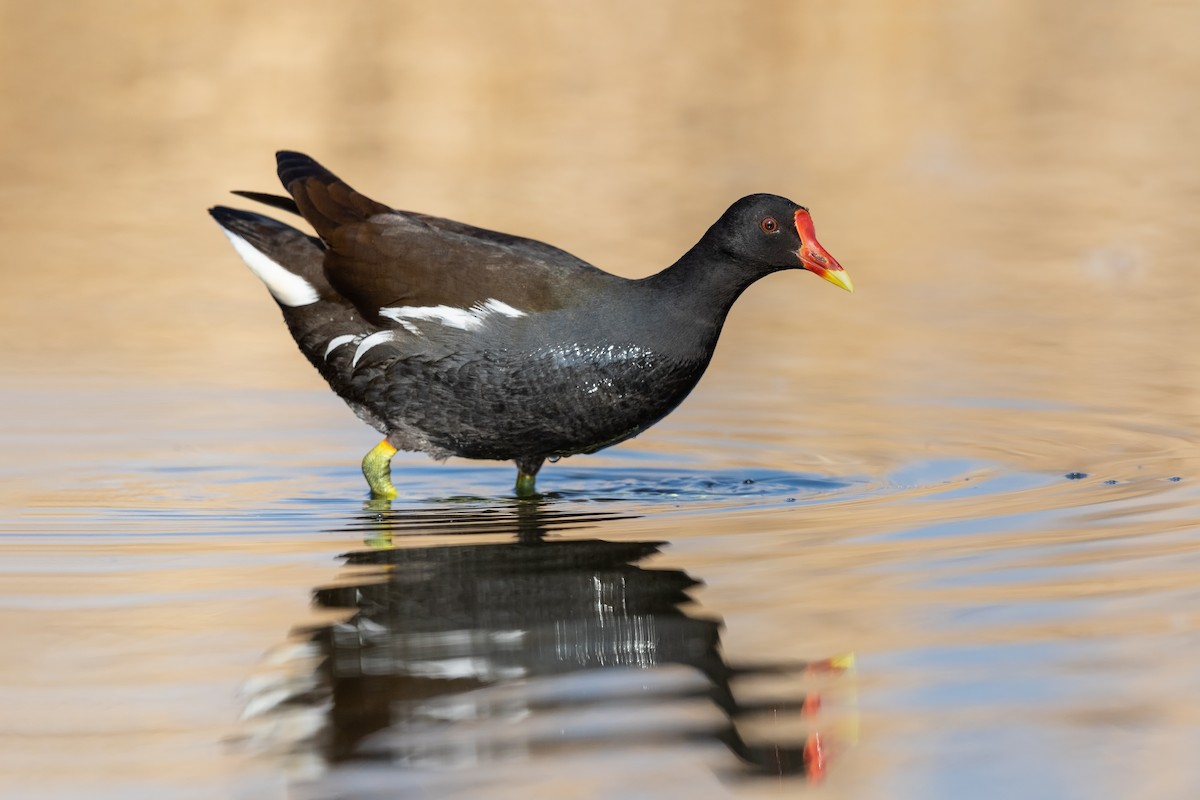 Eurasian Moorhen - Stefan Hirsch