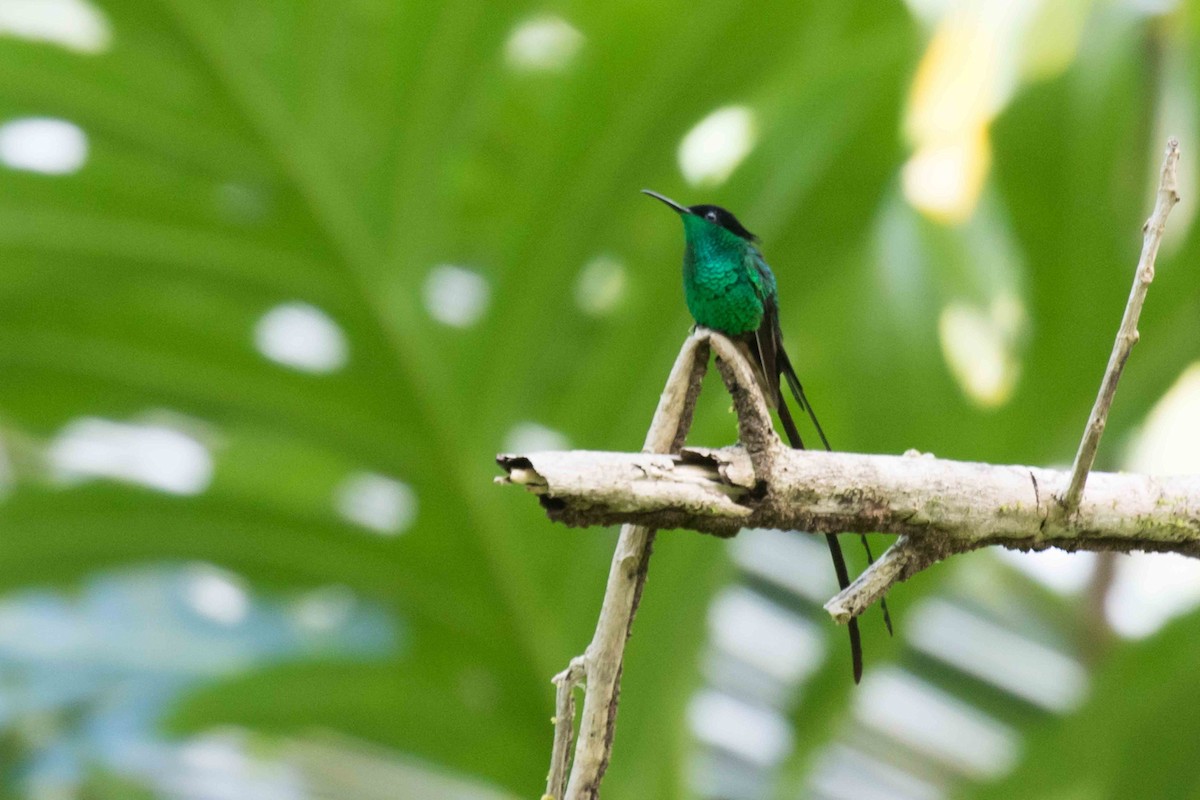 Black-billed Streamertail - ML215414731