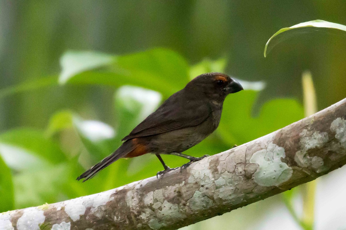 Greater Antillean Bullfinch - ML215414831