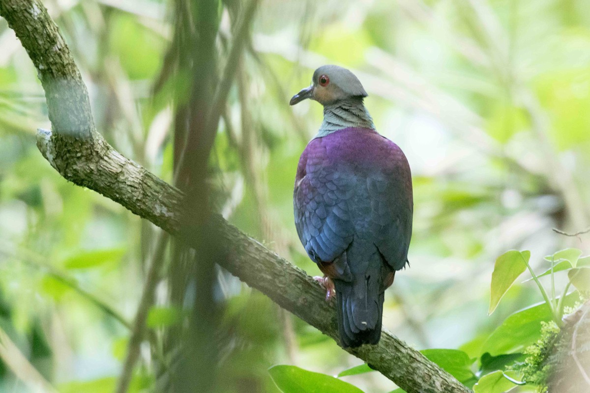 Crested Quail-Dove - ML215414951