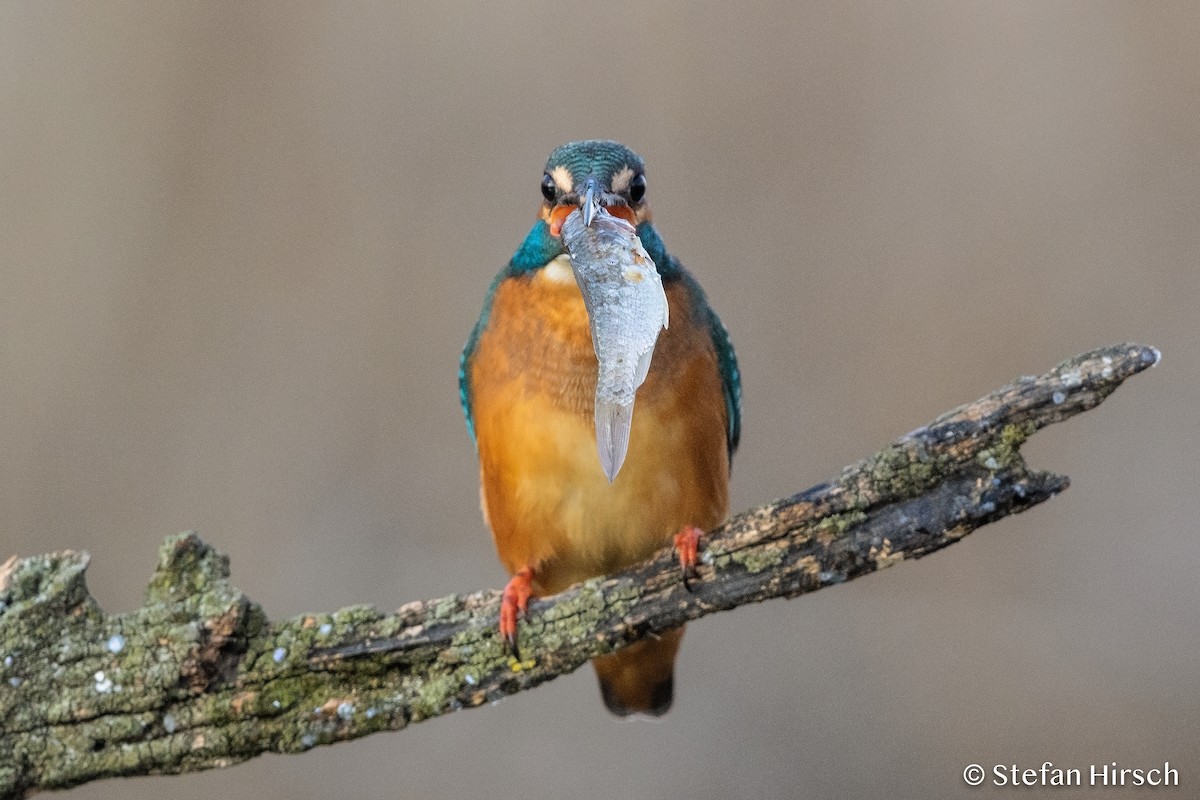 Common Kingfisher - ML215414971