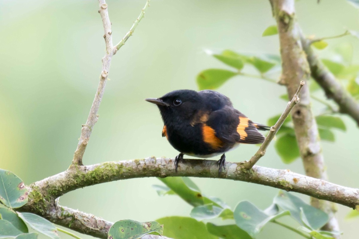 American Redstart - ML215415171