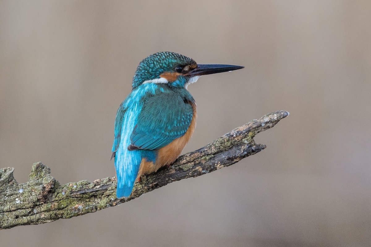 Common Kingfisher - ML215415201