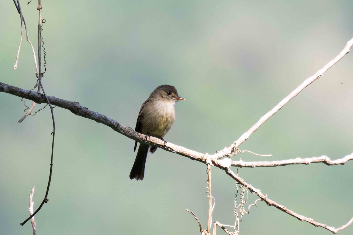 Jamaican Pewee - ML215415231