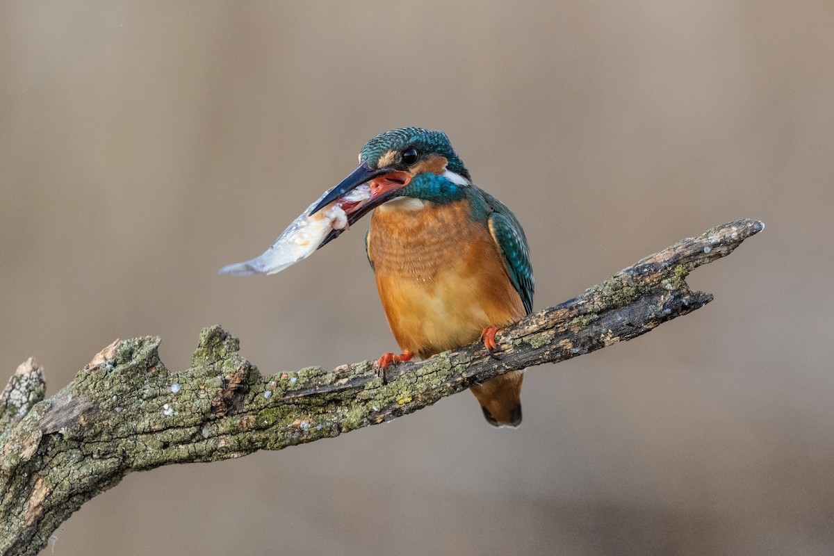 Common Kingfisher - ML215415251