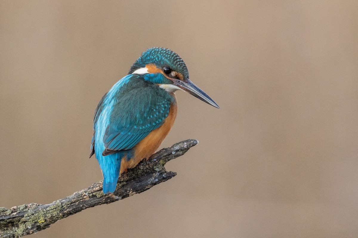 Common Kingfisher - ML215415291