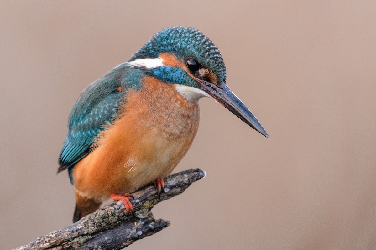 Common Kingfisher - ML215415371