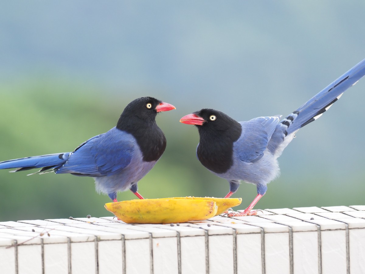 Taiwan Blue-Magpie - ML215417701