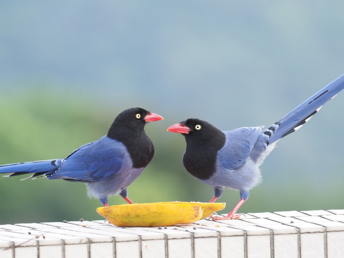 Taiwan Blue-Magpie - ML215417731