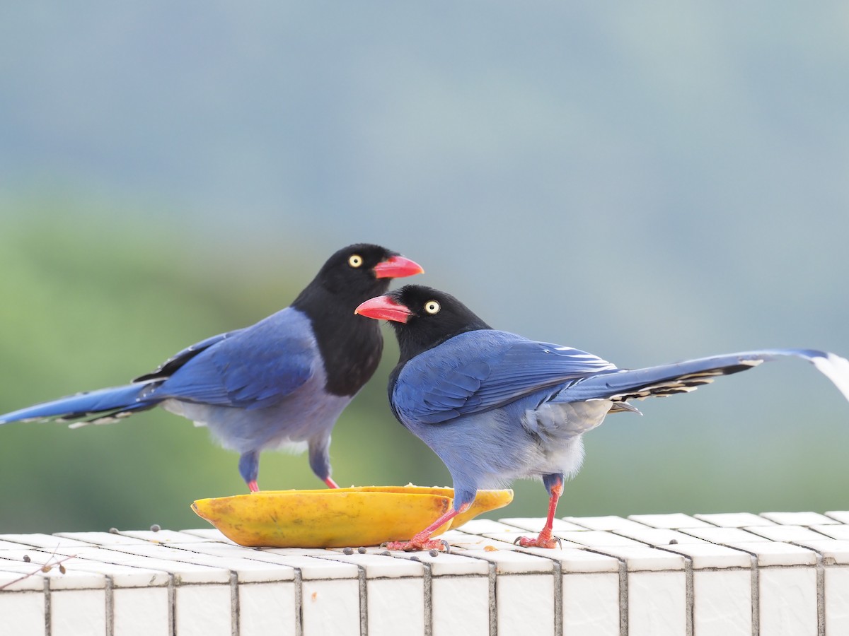 Taiwan Blue-Magpie - ML215417741