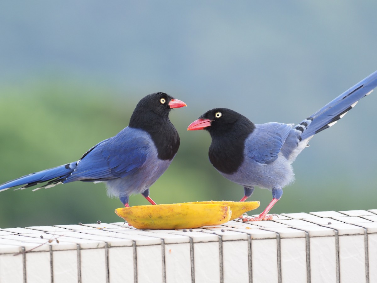 Taiwan Blue-Magpie - ML215417751
