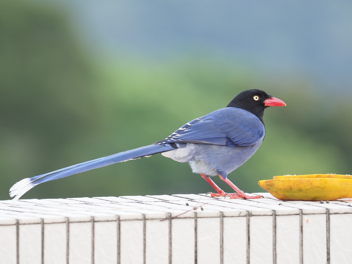 Taiwan Blue-Magpie - ML215417761