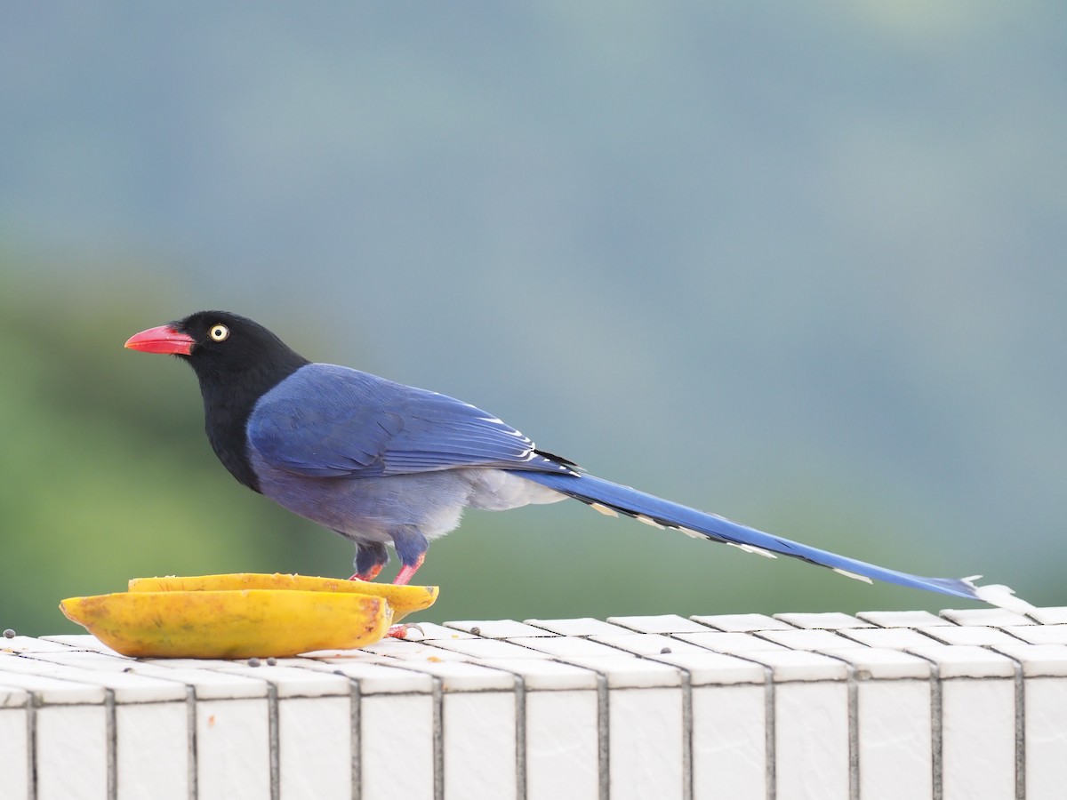 Taiwan Blue-Magpie - ML215417771