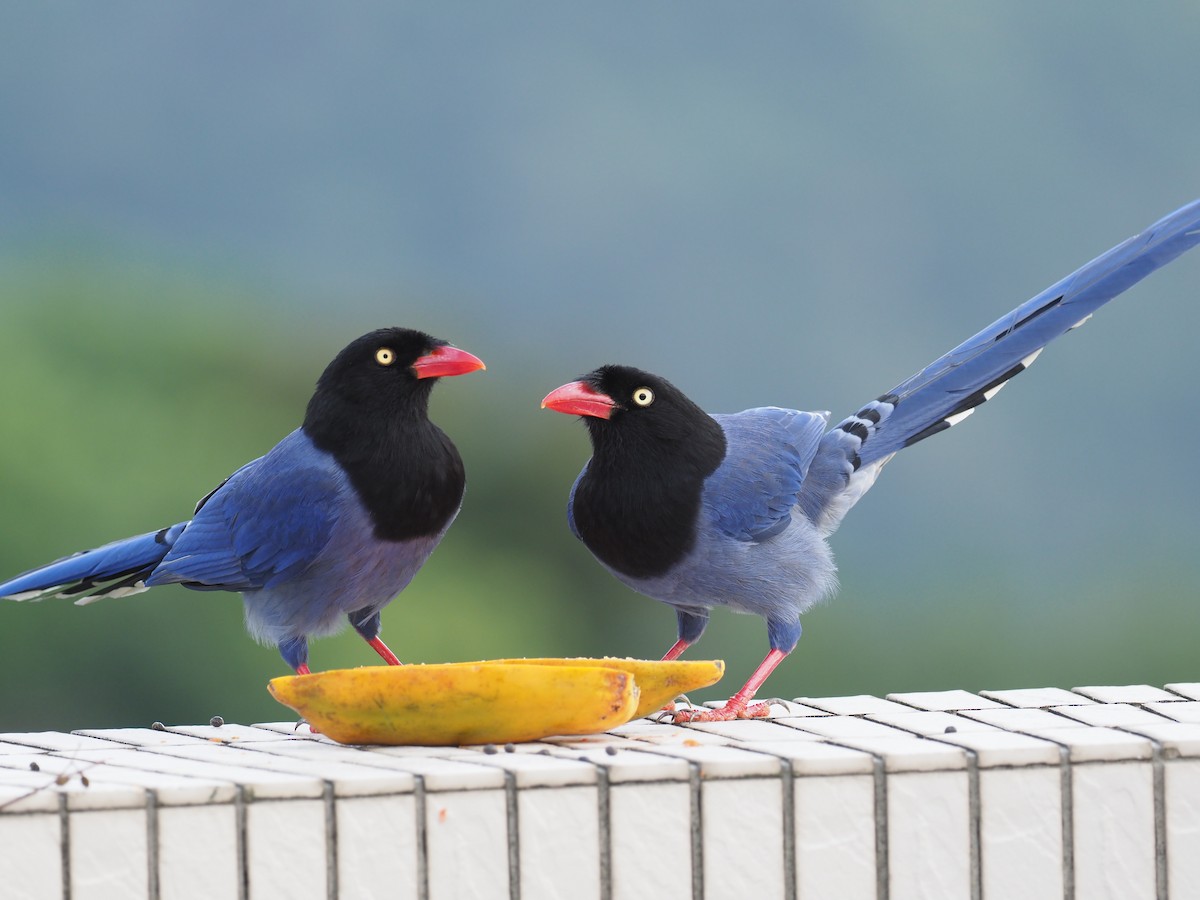 Taiwan Blue-Magpie - ML215417791