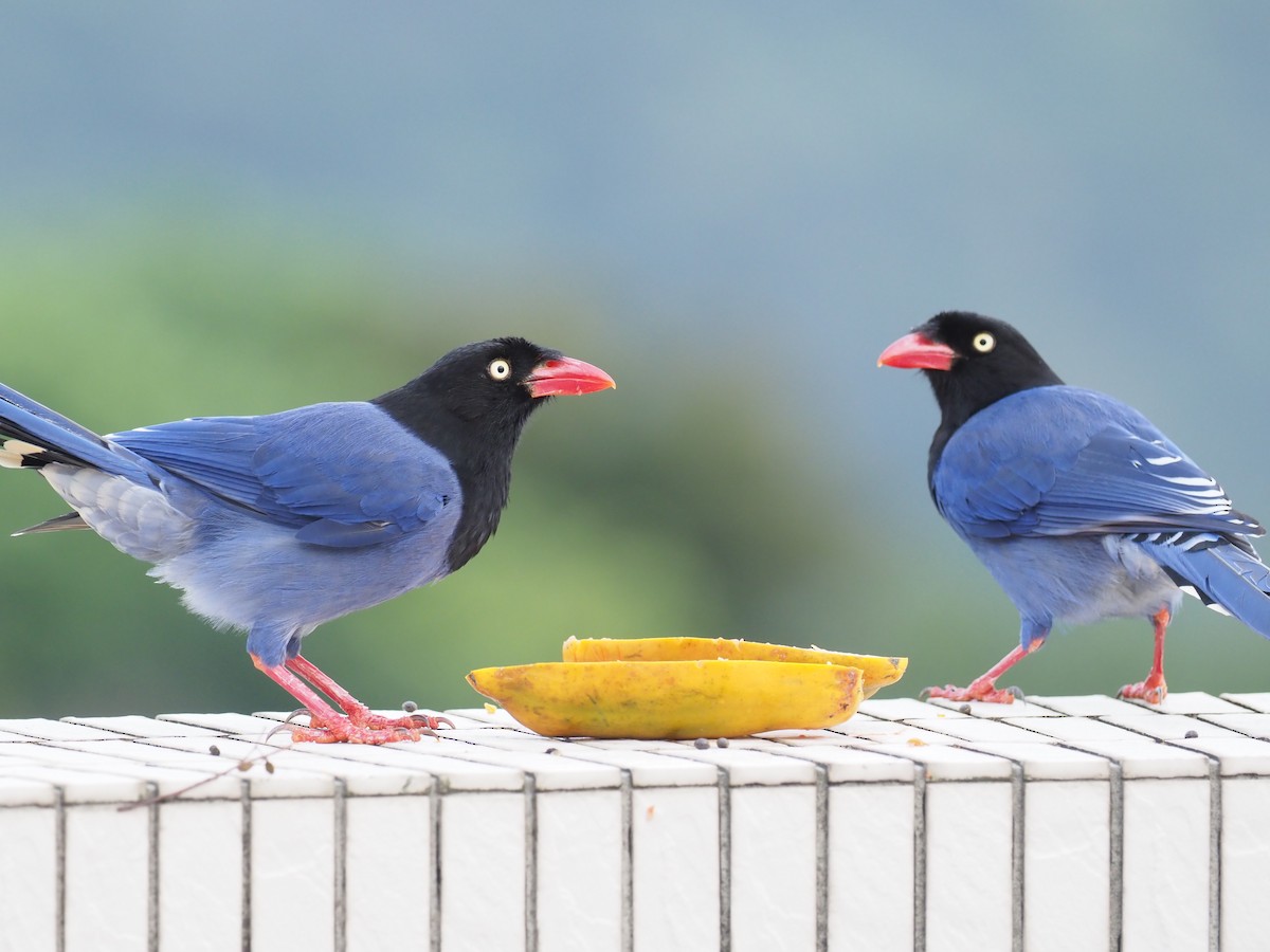 Taiwan Blue-Magpie - ML215417821