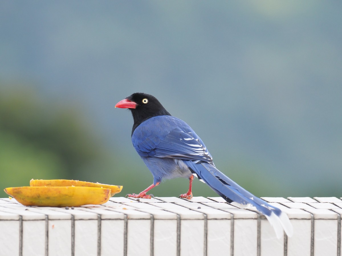 Taiwan Blue-Magpie - ML215417851