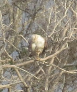 Red-tailed Hawk (Krider's) - ML215418661