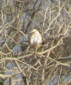 Red-tailed Hawk (Krider's) - ML215418671