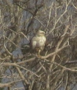 Red-tailed Hawk (Krider's) - ML215418681