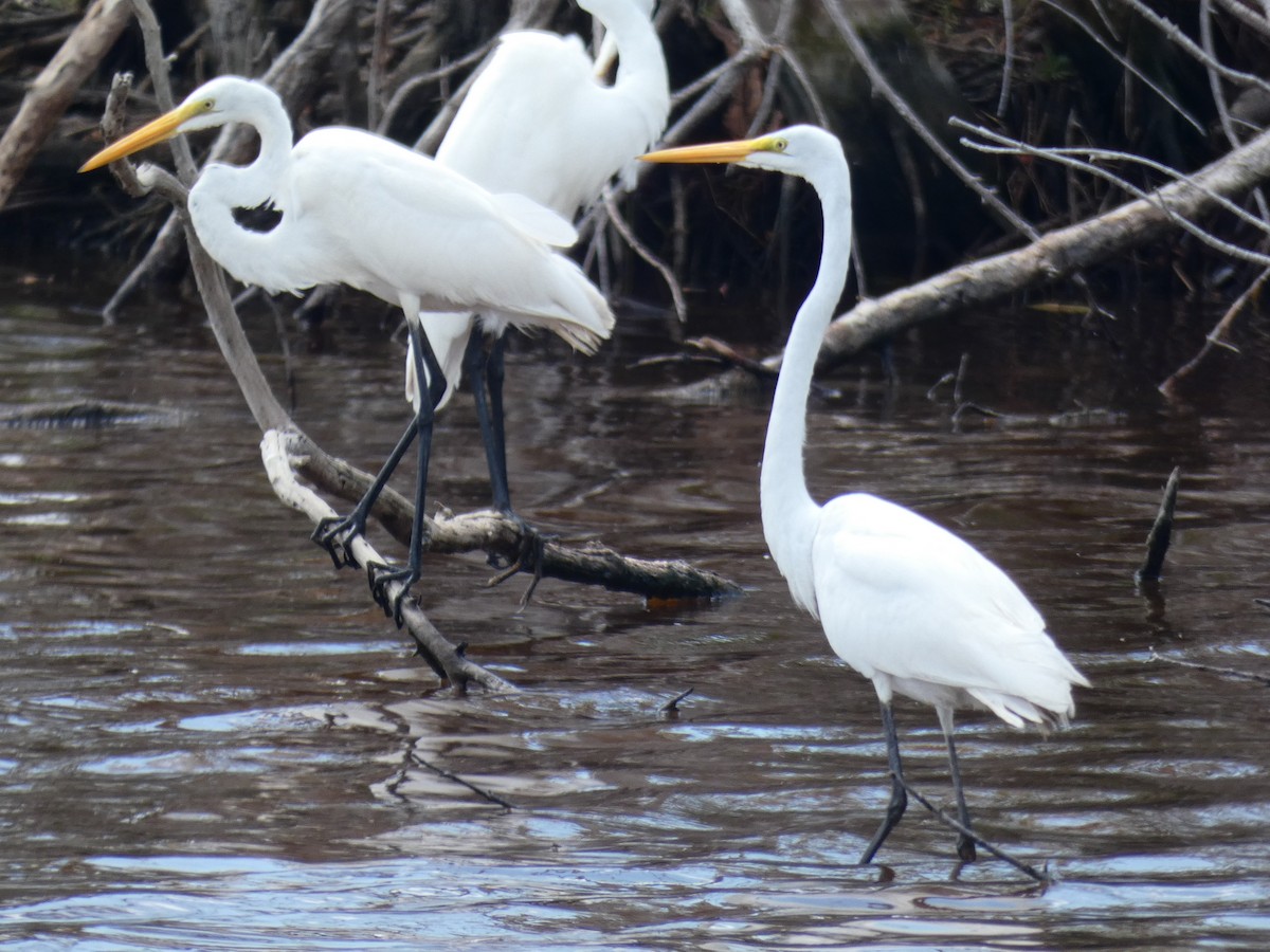 Great Egret - Pete Harrison