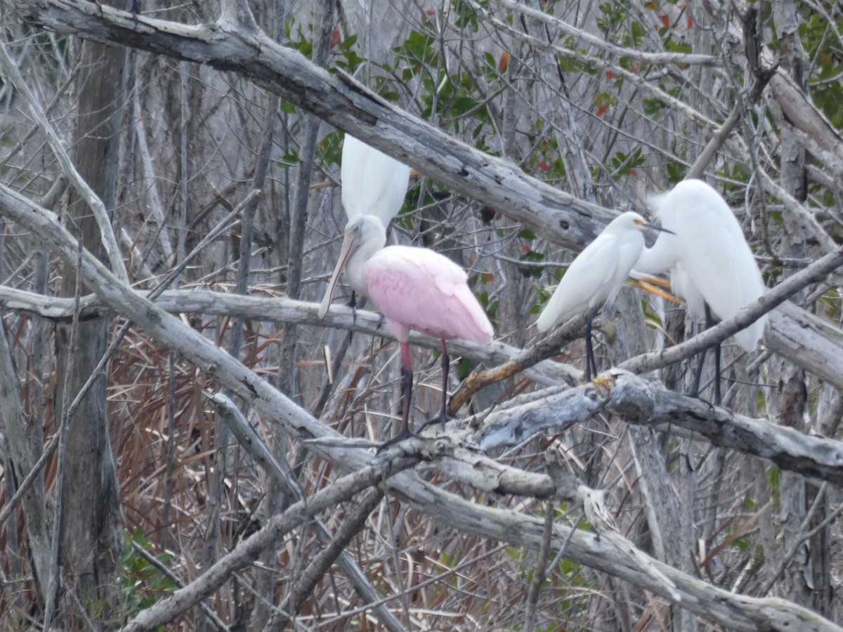 Roseate Spoonbill - Pete Harrison