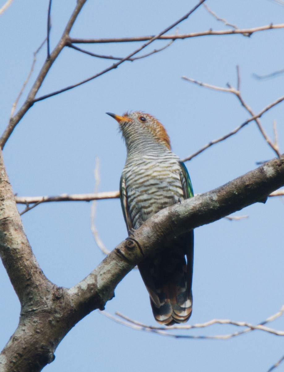 Asian Emerald Cuckoo - Forrest Rowland