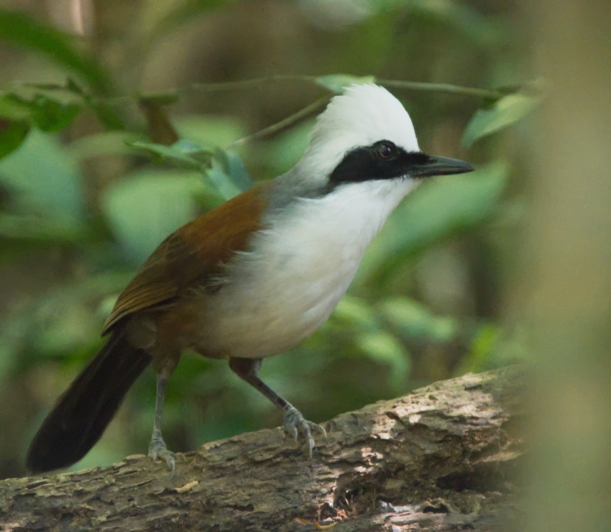 White-crested Laughingthrush - ML215423671