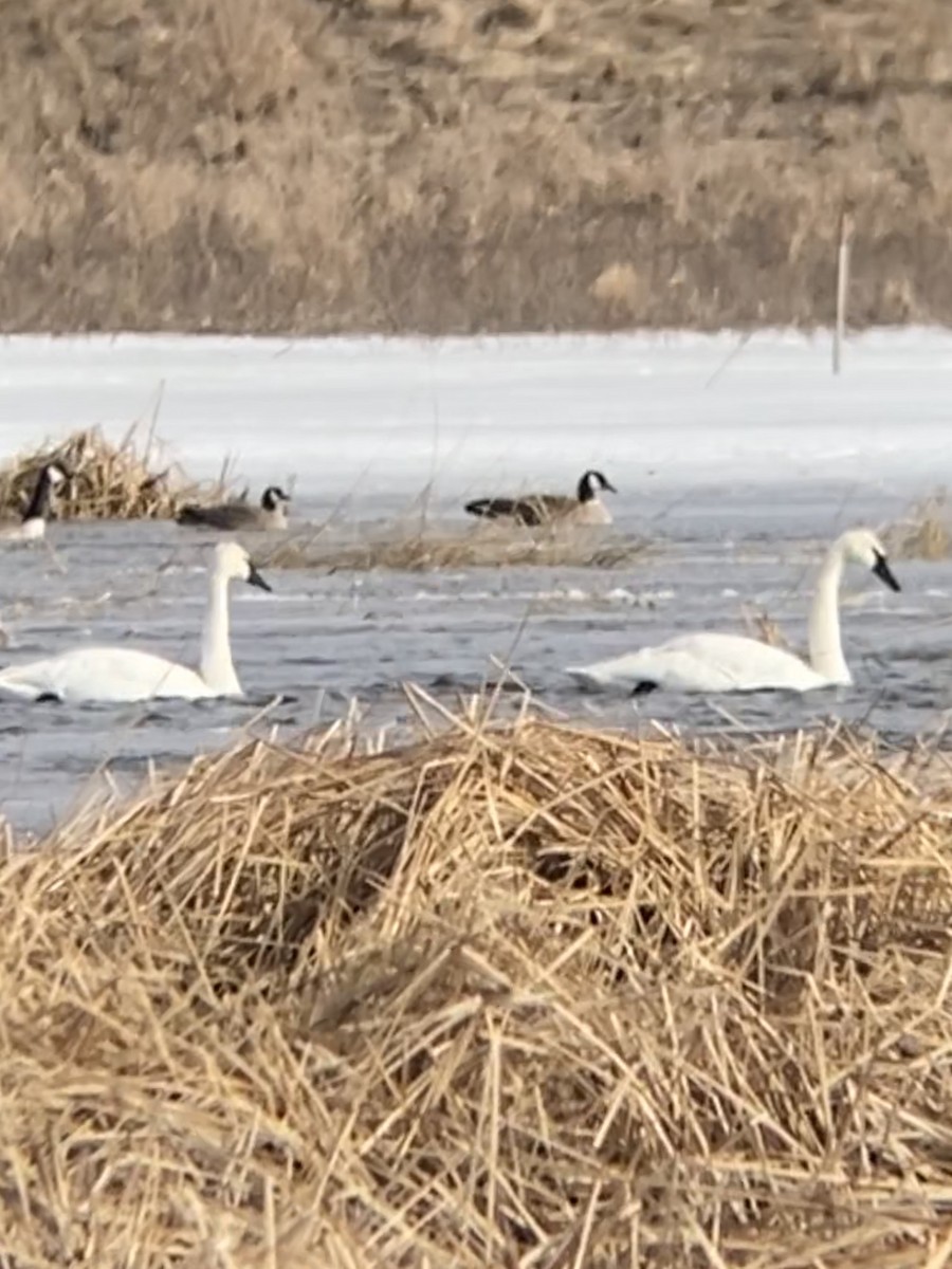 Trumpeter Swan - ML215424151