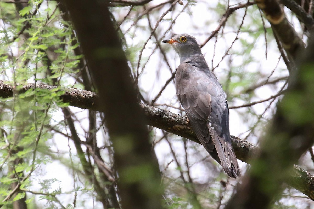 African Cuckoo - Michael O'Brien