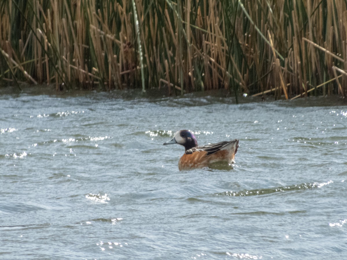 Chiloe Wigeon - Darryl Ryan