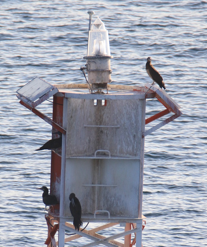 Brown Booby - Moe Bertrand