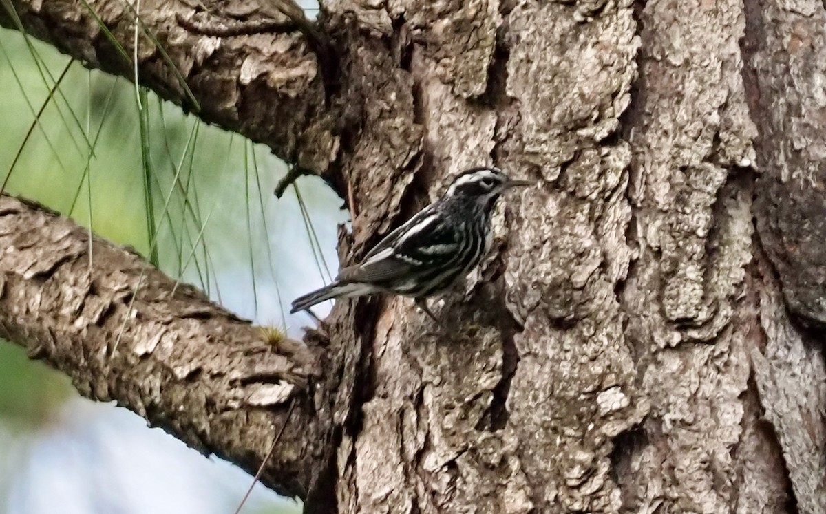 Black-and-white Warbler - ML215431361