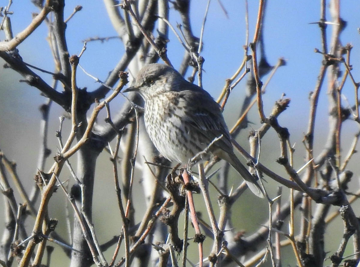 Sage Thrasher - ML215431391
