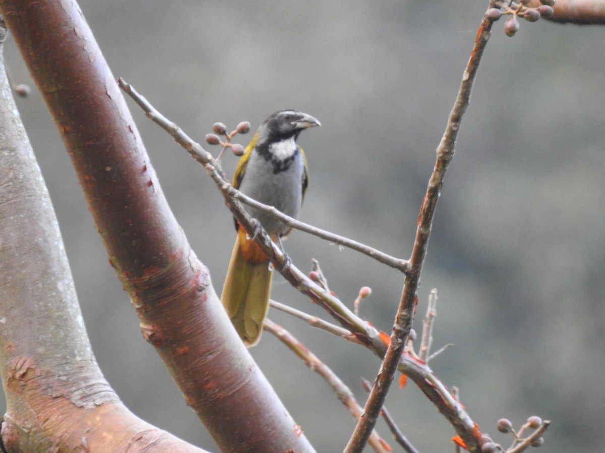 Black-headed Saltator - ML215431621