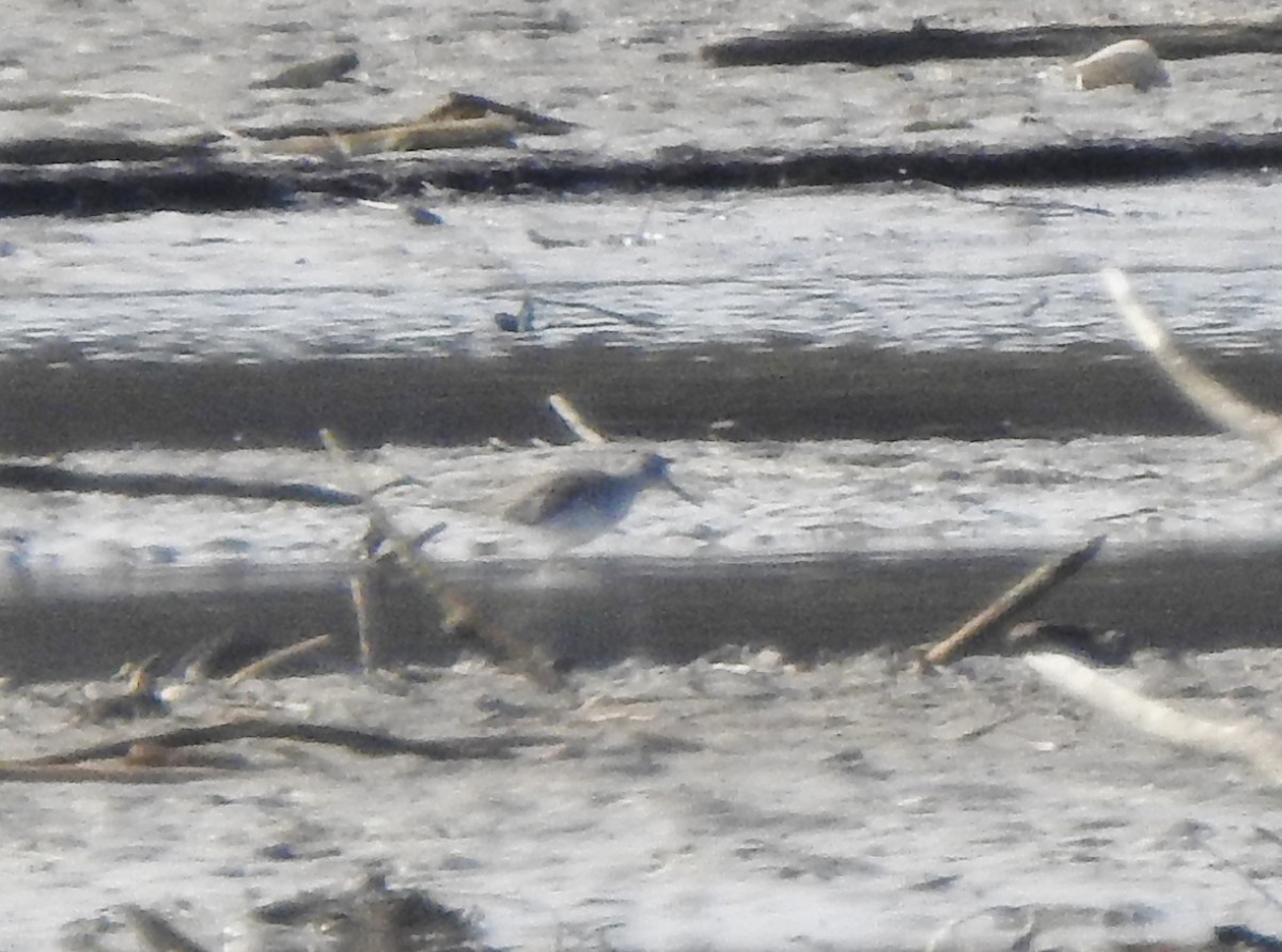 Lesser Yellowlegs - ML215431641