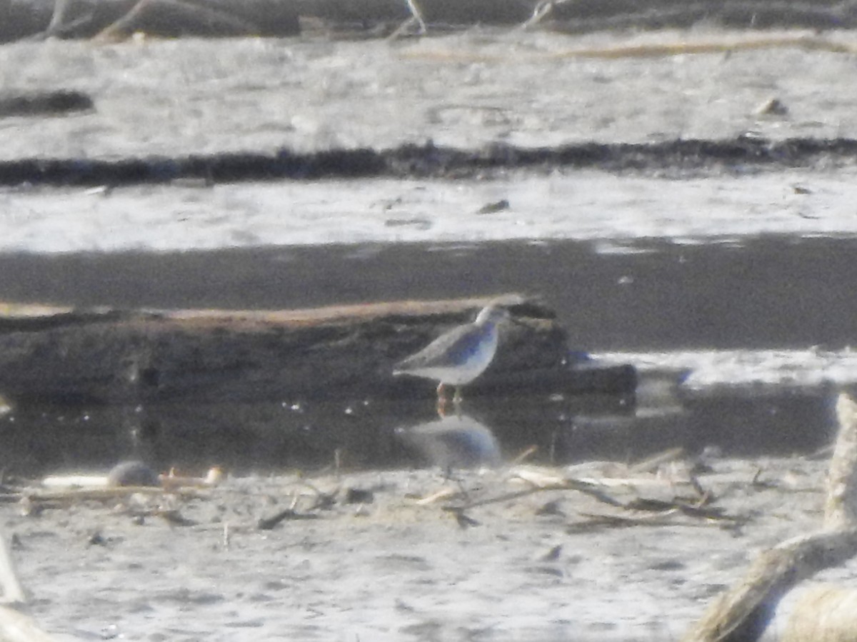 Lesser Yellowlegs - ML215431651