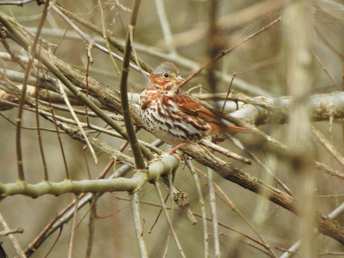 Fox Sparrow - ML215431701