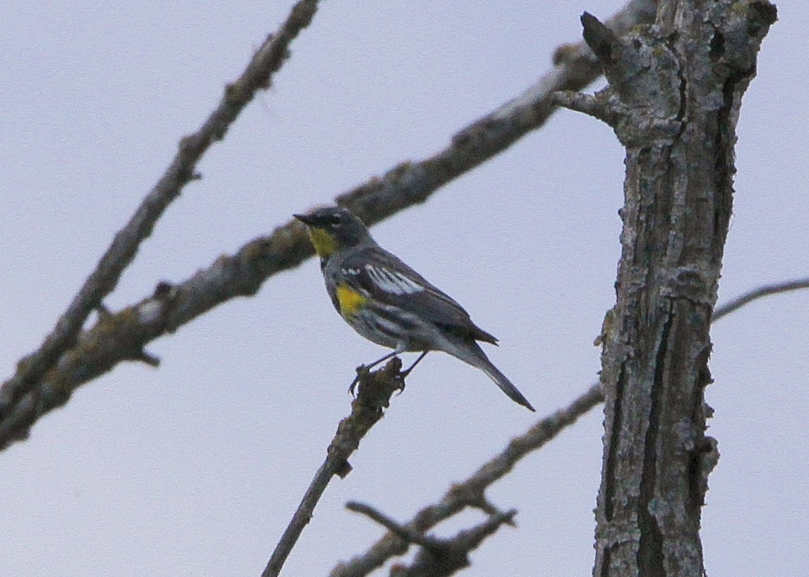 Yellow-rumped Warbler (Audubon's) - ML215432861