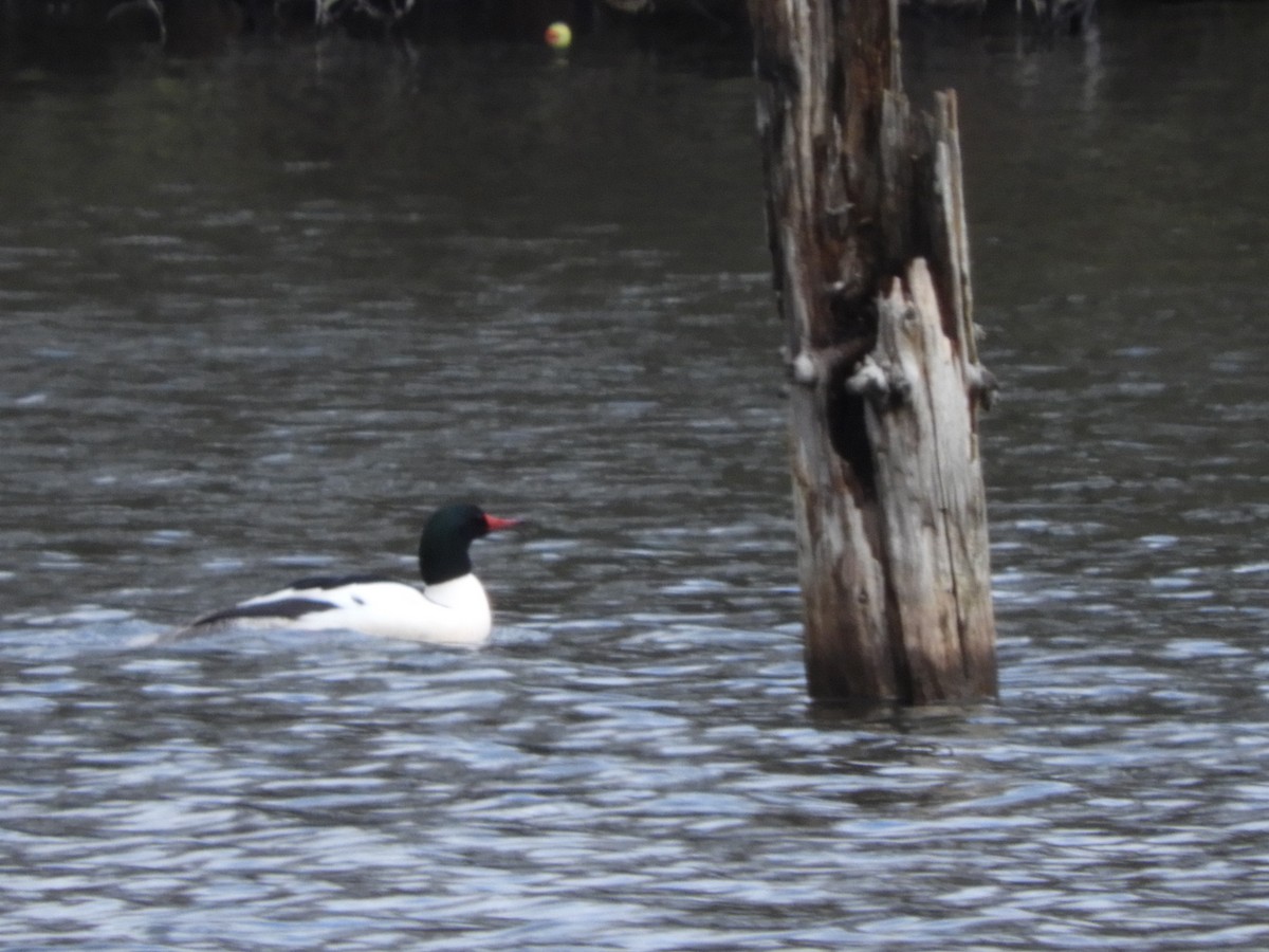 Common Merganser - Duke Tufty