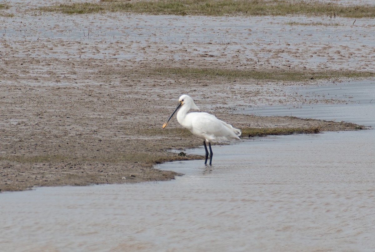 Eurasian Spoonbill - Daniel Peters