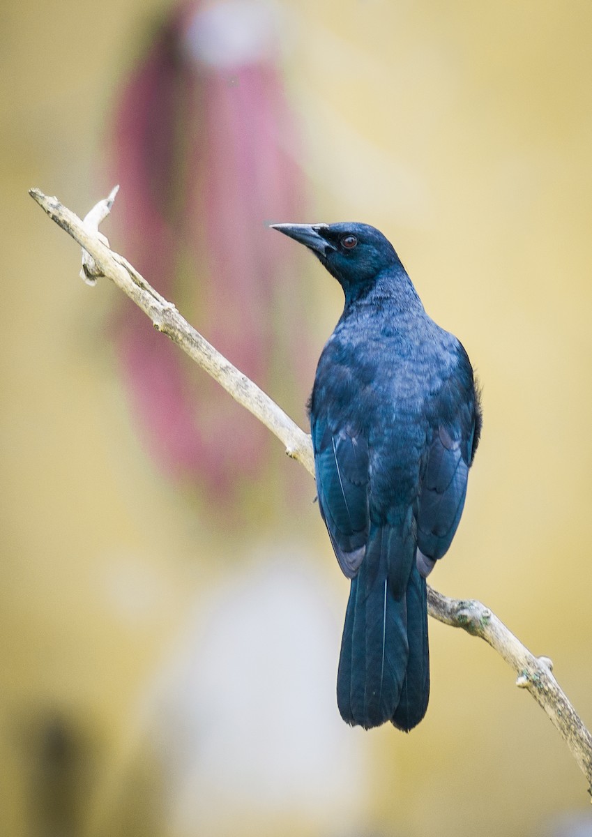 Scrub Blackbird - ML215433031