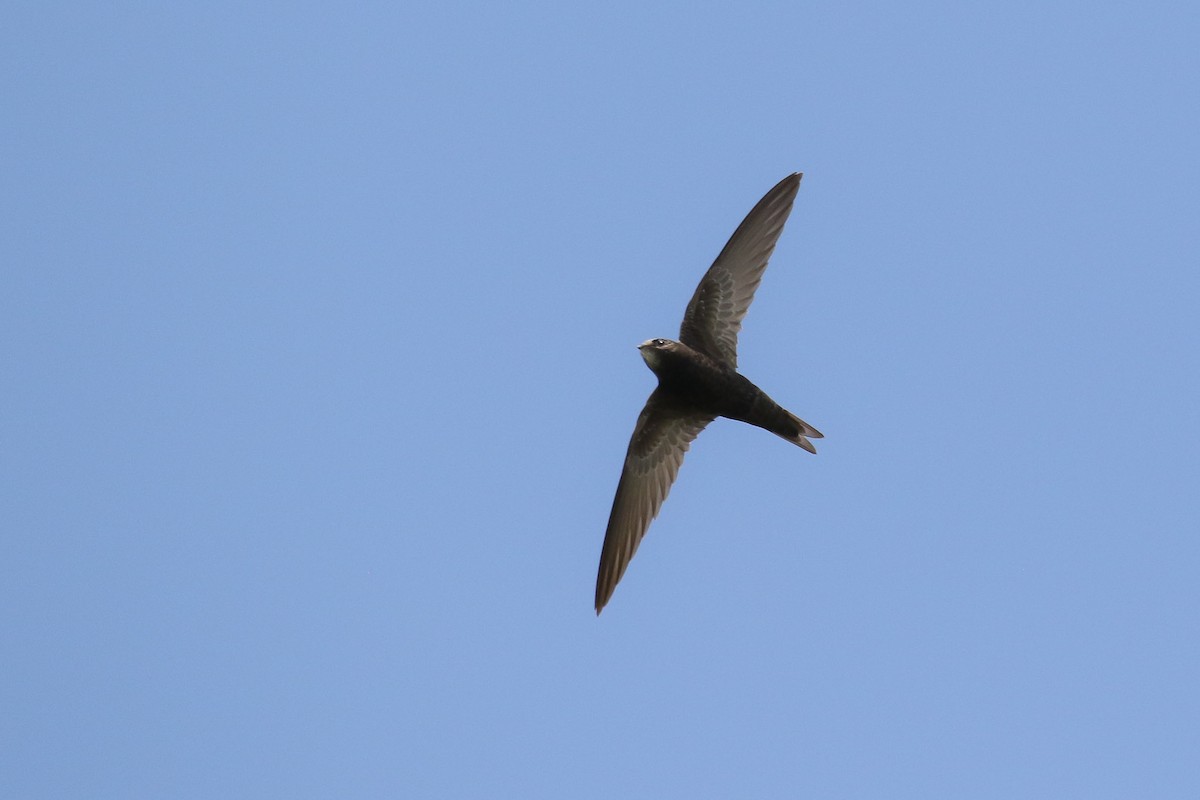 Common Swift - ML215433091