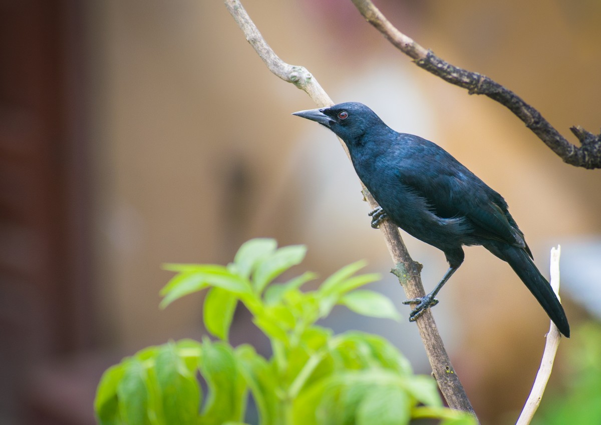 Scrub Blackbird - ML215434841