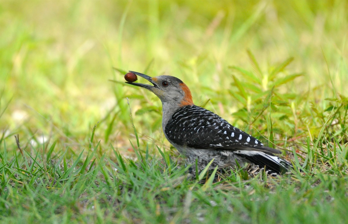 Red-bellied Woodpecker - Oliver Patrick