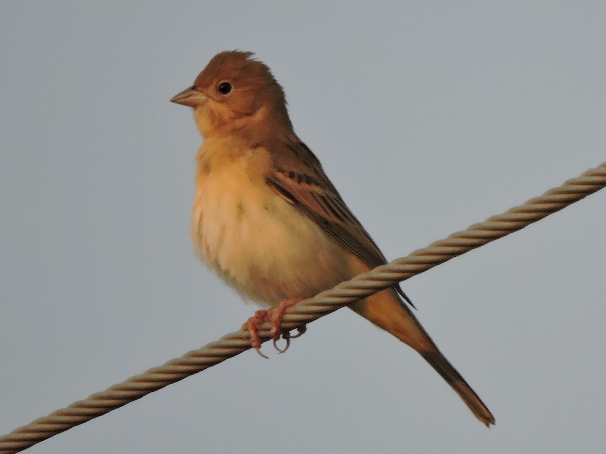 Red-headed Bunting - ML21543631