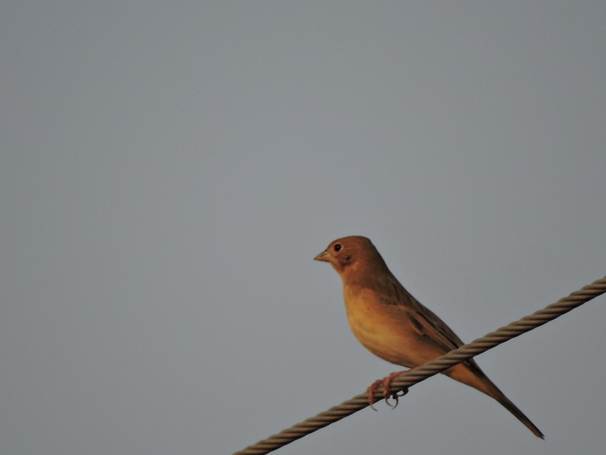Red-headed Bunting - ML21543711