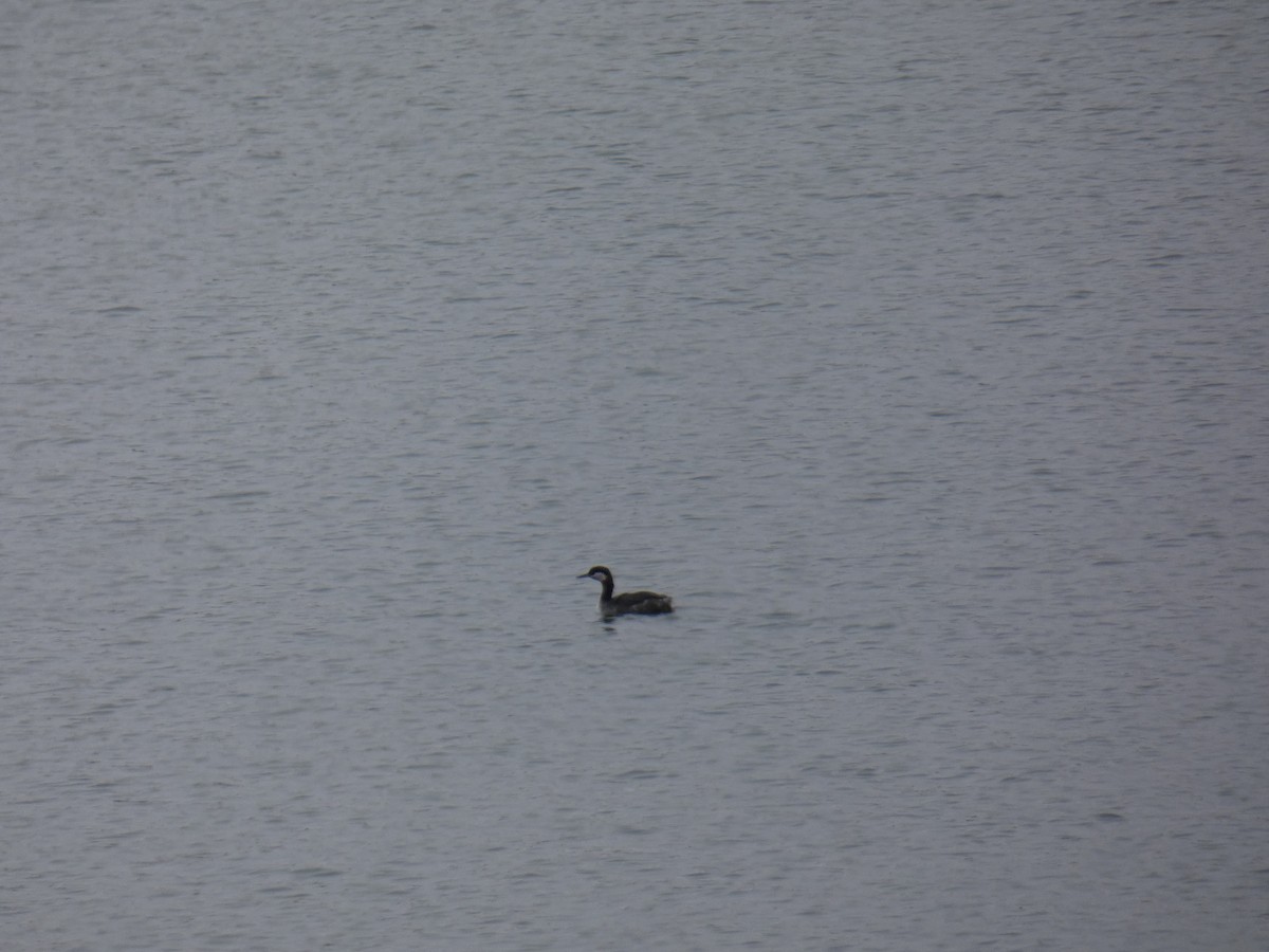 Red-necked Grebe - diana beatty