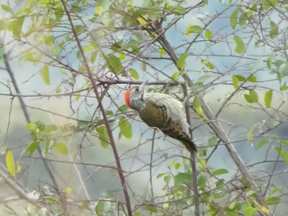 Speckle-breasted Woodpecker - ML215440131