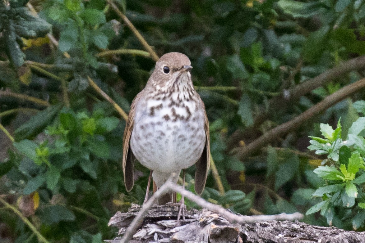 Hermit Thrush - ML215441291